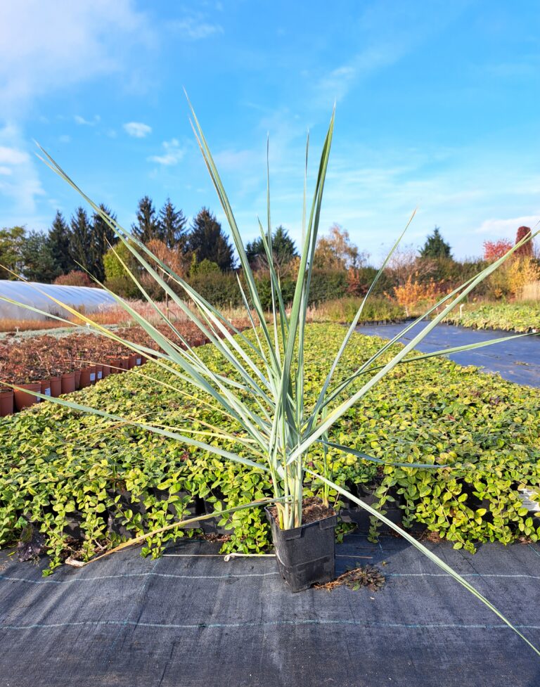 Wydmuchrzyca piaskowa 'Blue Dune'