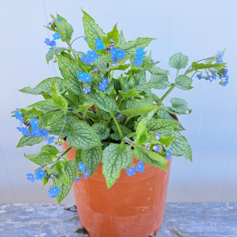Brunnera wielkolistna 'Alexander's Great'