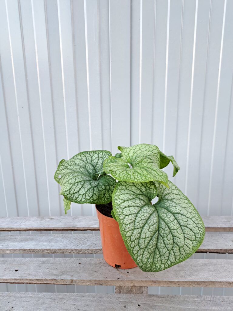 Brunnera wielkolistna 'Alexander's Great'