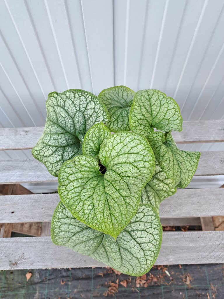 Brunnera wielkolistna 'Alexander's Great'