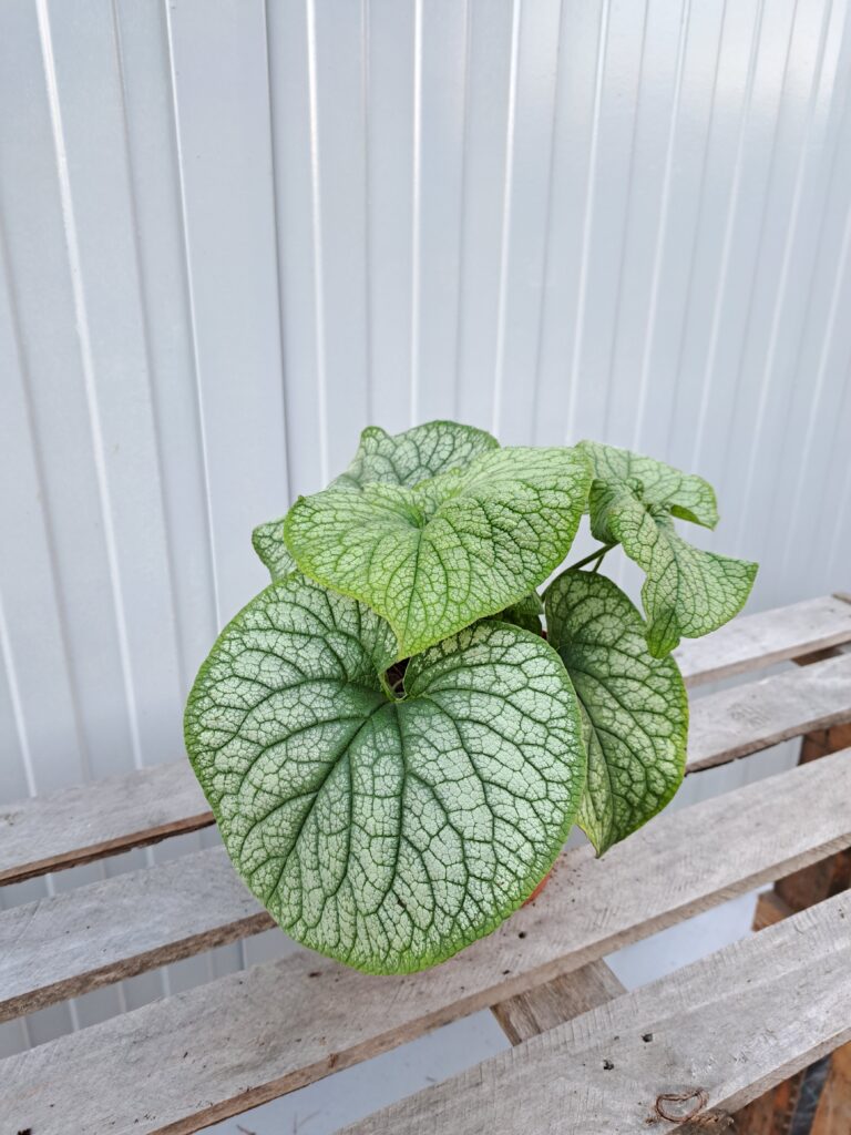 Brunnera wielkolistna 'Alexander's Great'