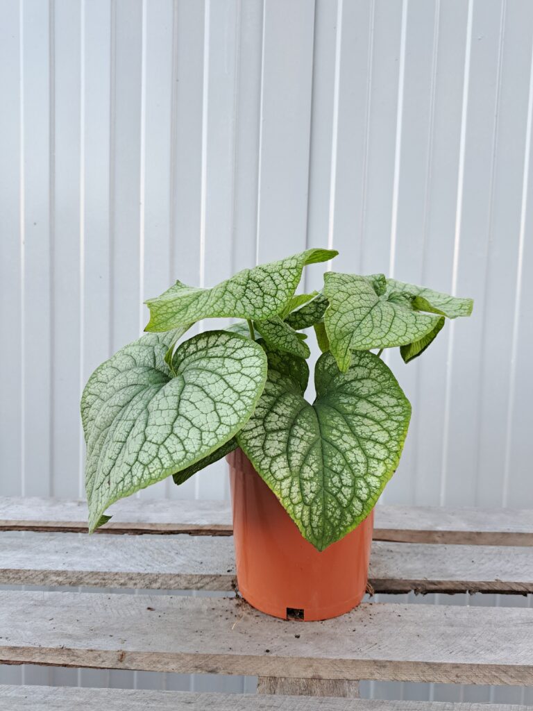 Brunnera wielkolistna 'Alexander's Great'