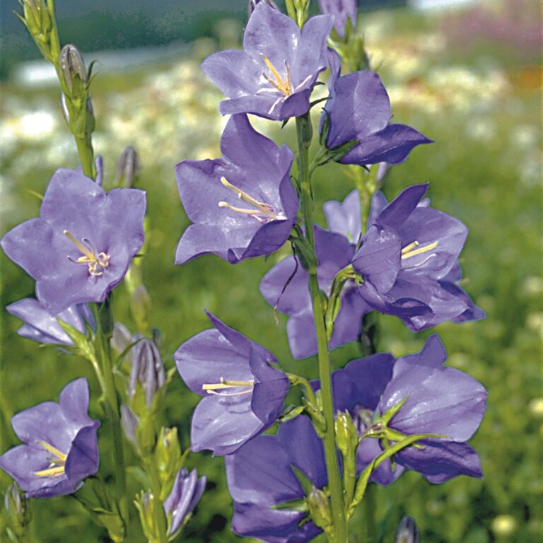 Dzwonek brzoskwiniolistny 'Caerulea'