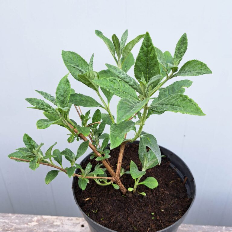 Budleja Davida 'Butterfly Candy Little Lila'