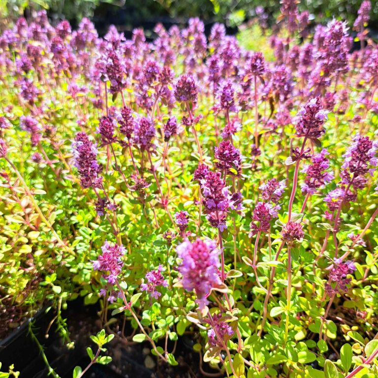 Macierzanka piaskowa