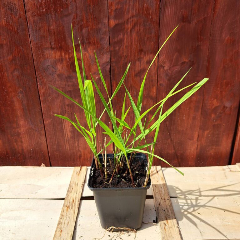 Proso rózgowate 'Shenandoah'