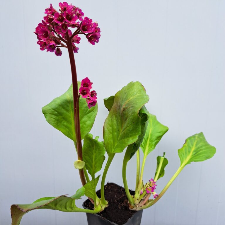 Bergenia sercolistna 'Rotblum'