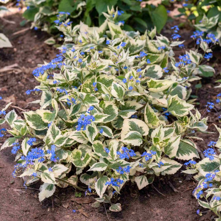 Brunnera wielkolistna 'Variegata'