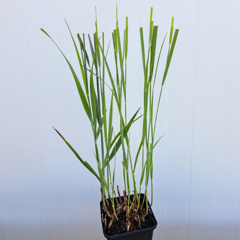 Proso rózgowate 'Heavy Metal'