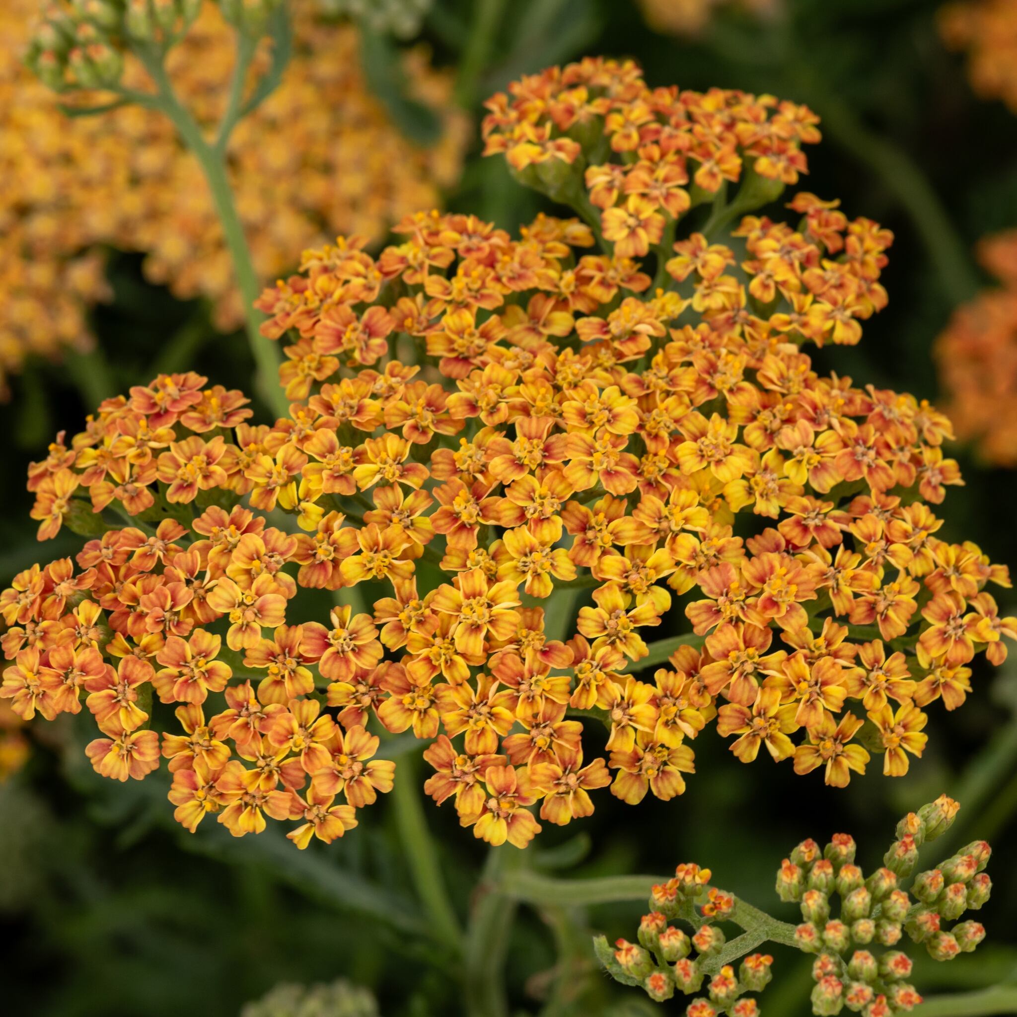 terracotta_achillea-millefolium_79013_1_Easy-Resize.com Krwawnik pospolity 'Terracotta'