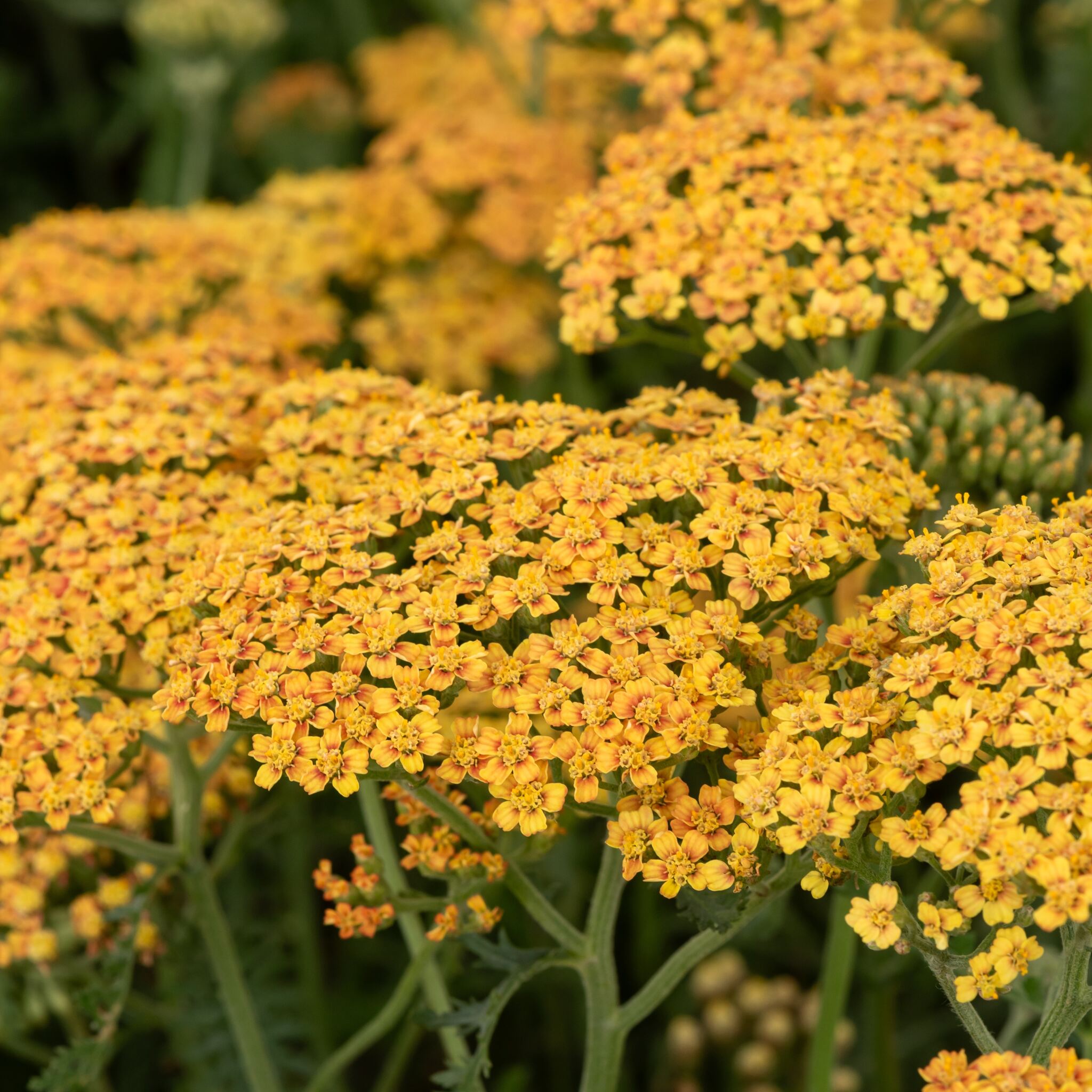 terracotta_achillea-millefolium_79013_2_Easy-Resize.com Krwawnik pospolity 'Terracotta'