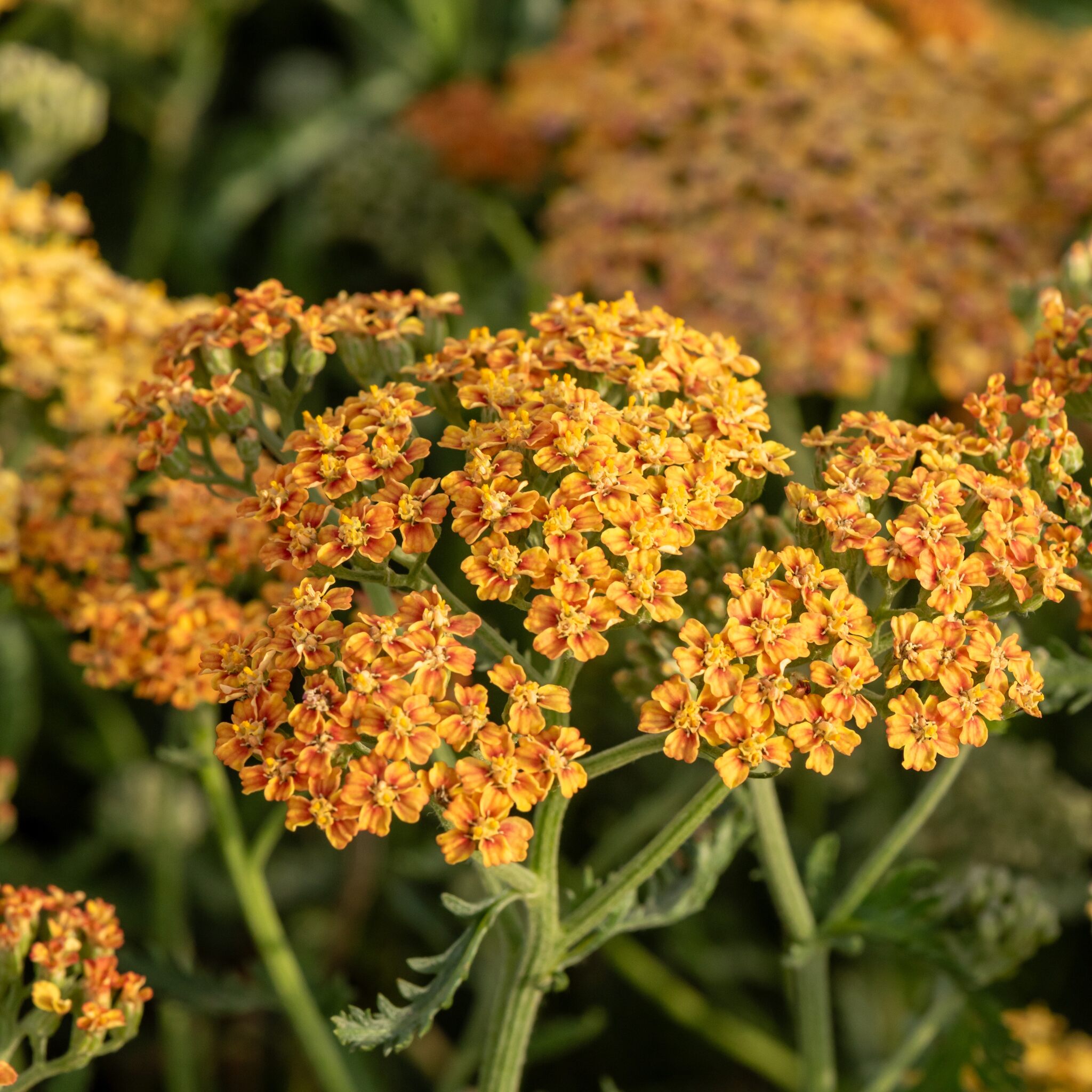 terracotta_achillea-millefolium_79013_3_Easy-Resize.com Krwawnik pospolity 'Terracotta'