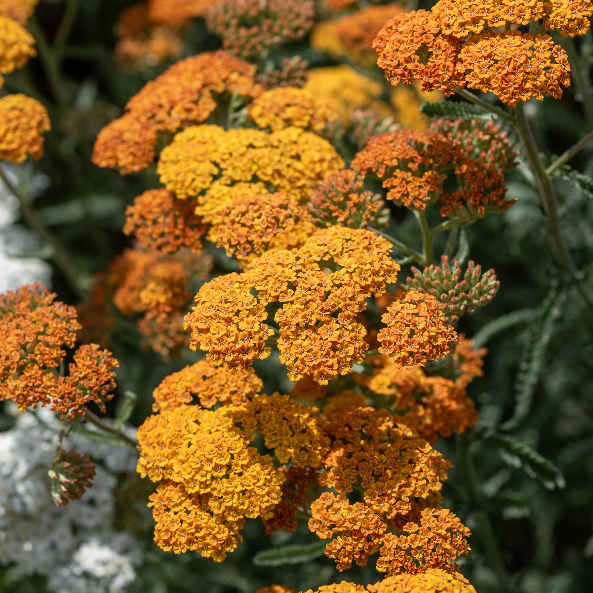 terracotta_achillea-millefolium_79013_4_Easy-Resize.com Krwawnik pospolity 'Terracotta'