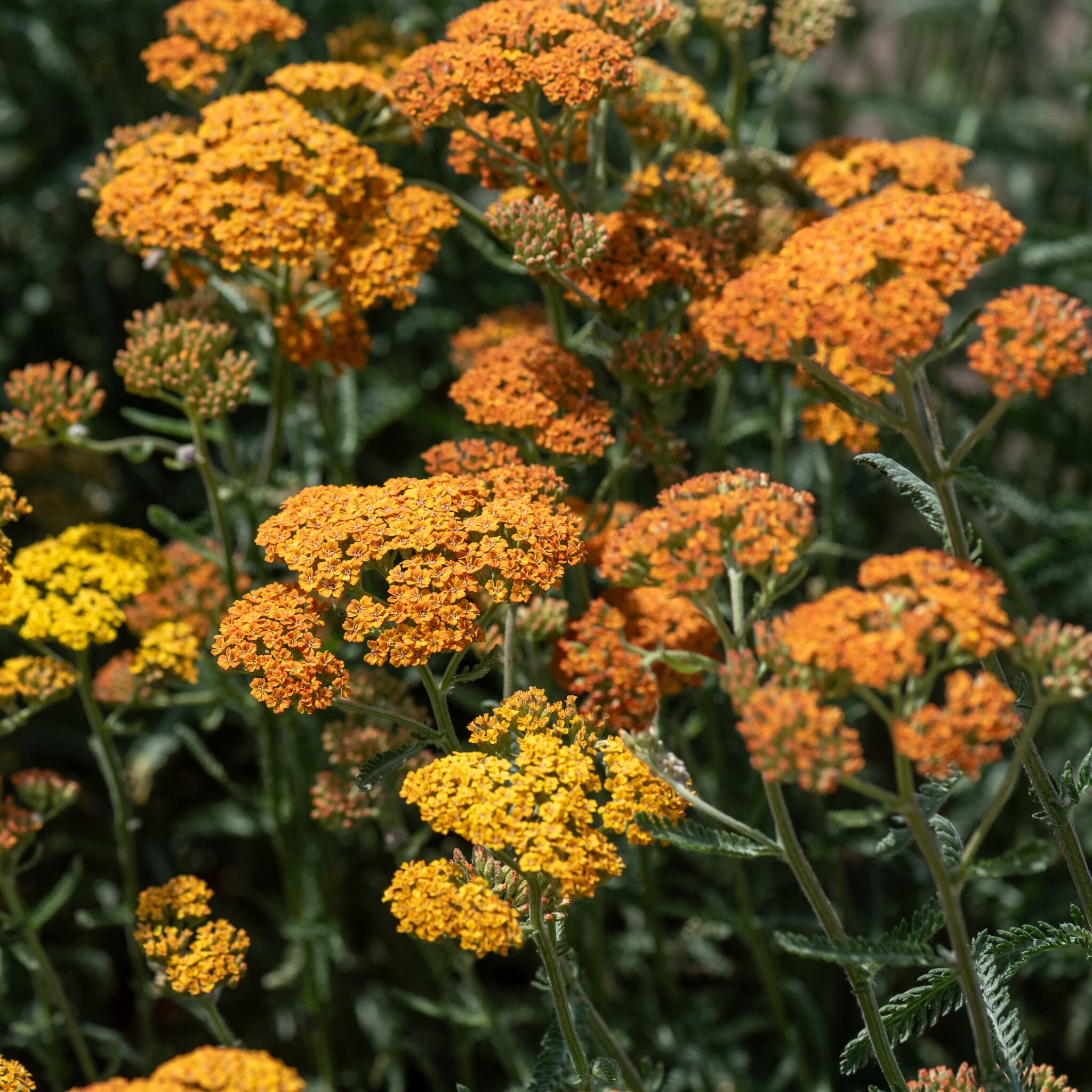 terracotta_achillea-millefolium_79013_5_Easy-Resize.com Krwawnik pospolity 'Terracotta'
