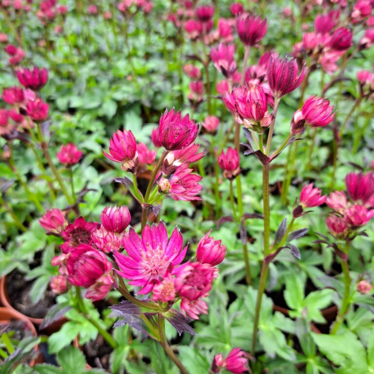 Jarzmianka większa 'Cerise Button'