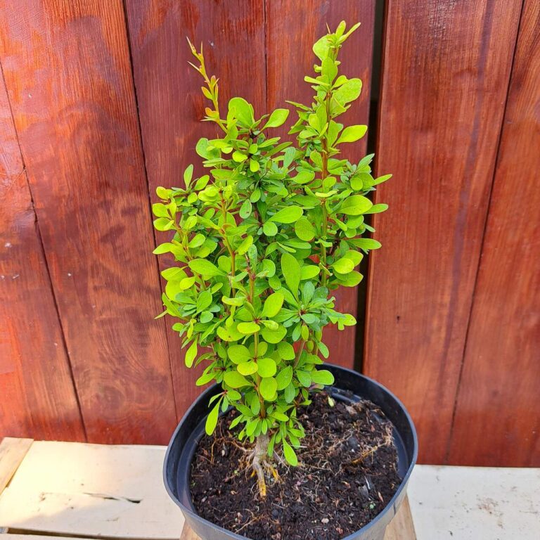 Berberys Thunberga 'Erectra'