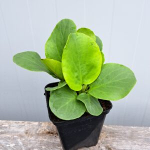 Bergenia sercolistna – Bergenia cordifolia (P9)
