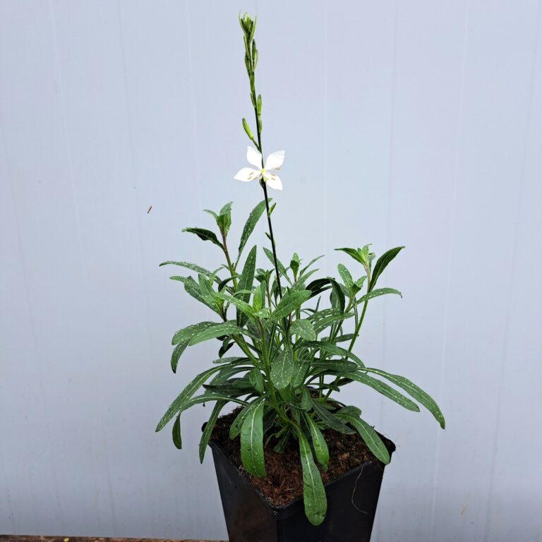 Gaura Lindheimera 'Graceful White'