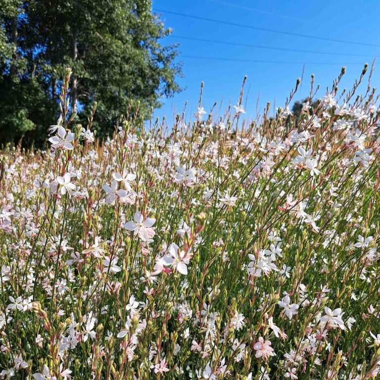 Gaura Lindheimera 'Graceful White'