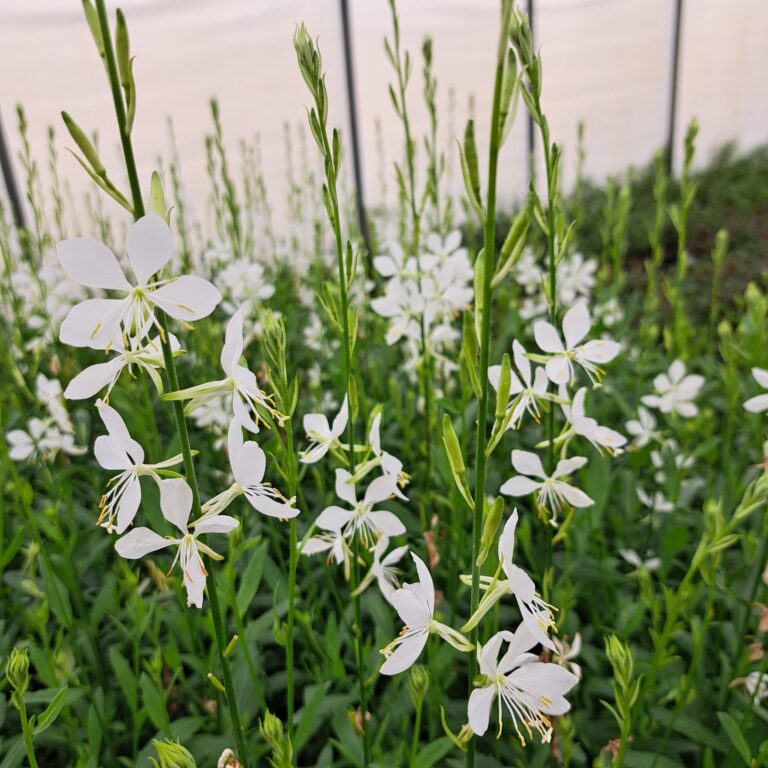 Gaura Lindheimera 'Snowbird'
