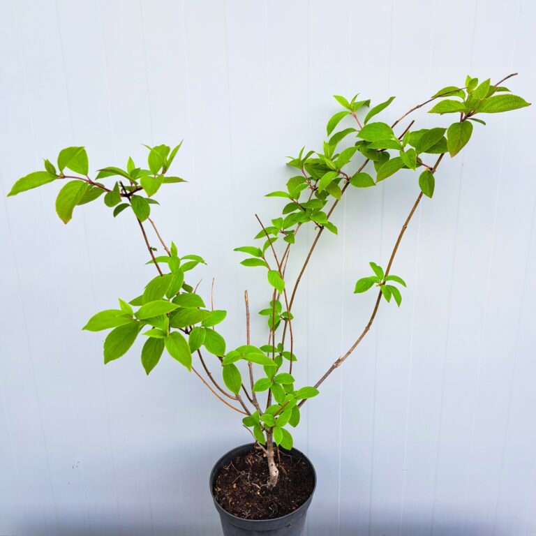 Hortensja bukietowa 'Lammetje'