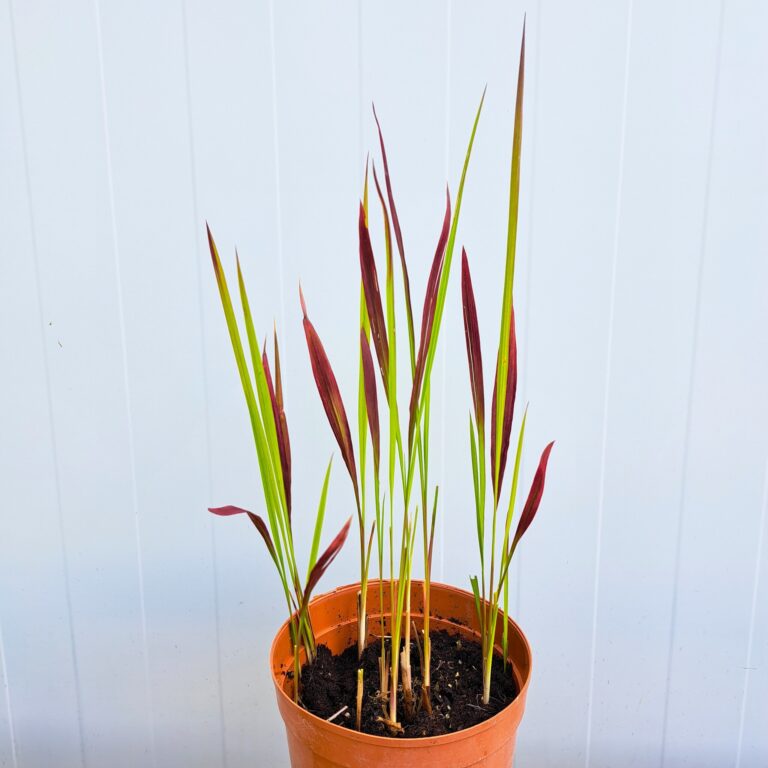 Imperata cylindryczna 'Red Baron'