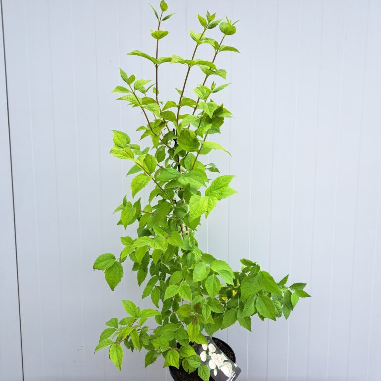 Jaśminowiec 'Bouquet Blanc'