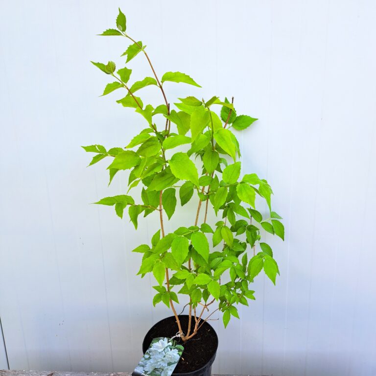 Jaśminowiec 'Virginal'