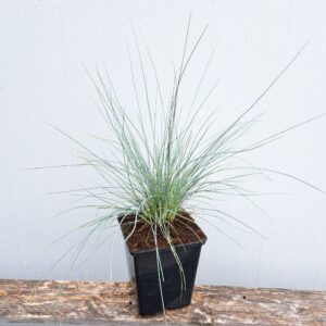 Kostrzewa sina ‘Blauglut’ – Festuca glauca ‘Blauglut’ (P11)