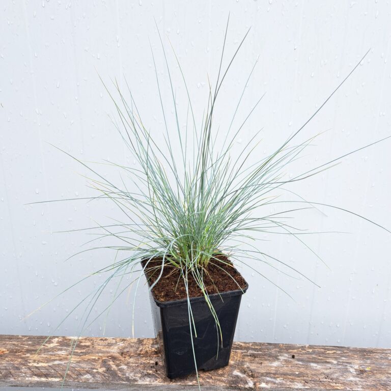 Kostrzewa sina 'Blauglut'