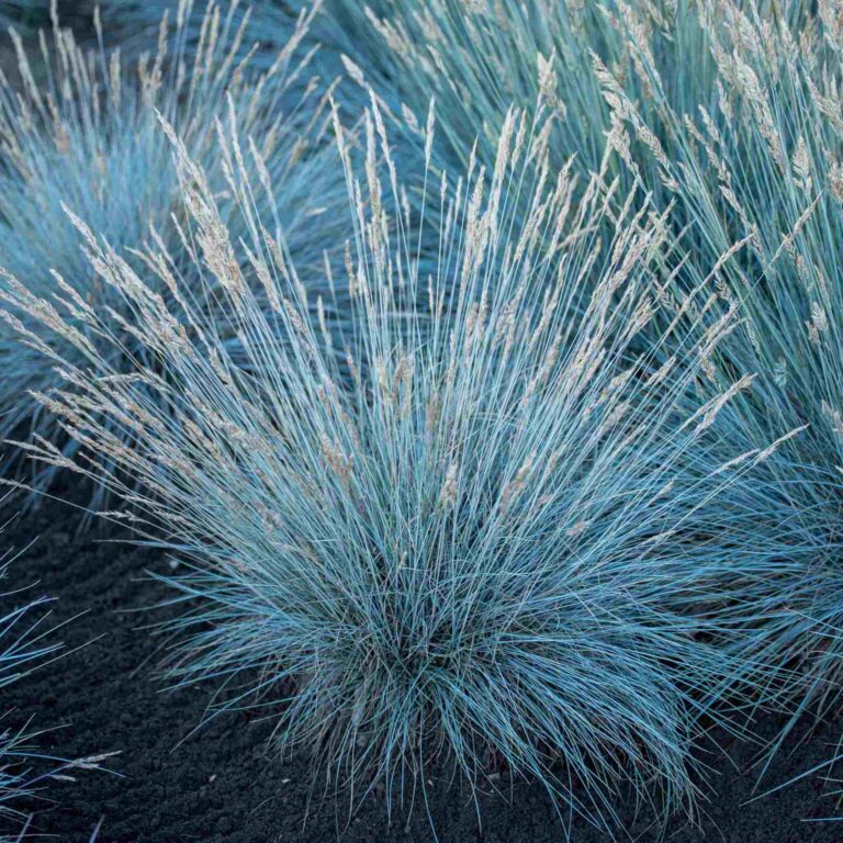 Kostrzewa sina 'Blauglut'