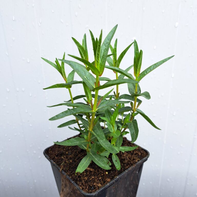 Krwawnica 'Luminara Lilac'