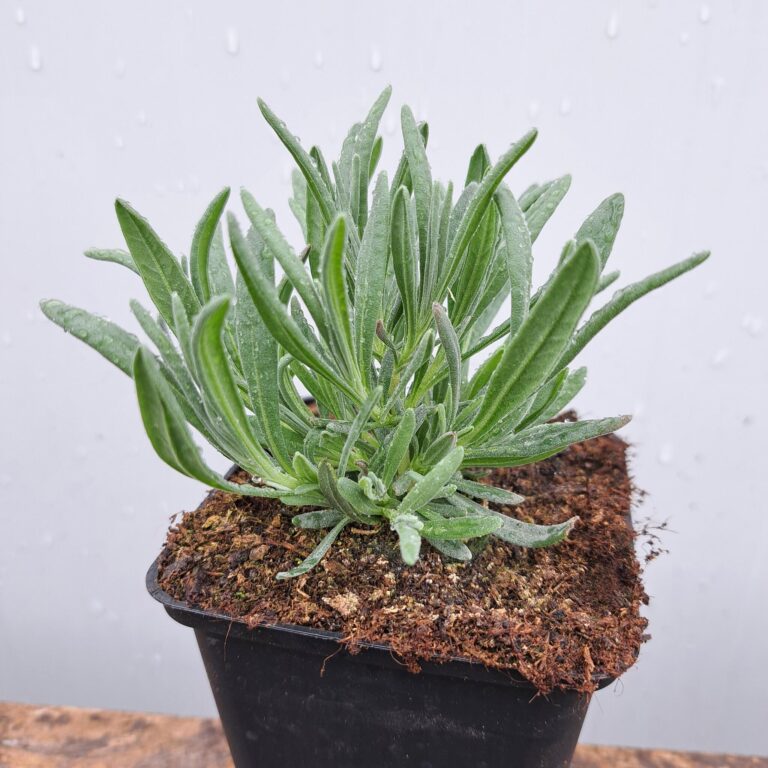 Lawenda wąskolistna 'Edelweiss'