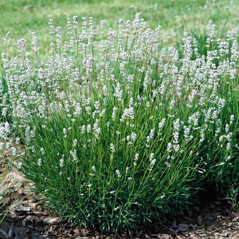 Lawenda wąskolistna 'Edelweiss'
