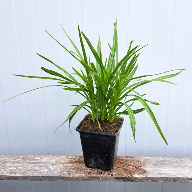 Liatra kłosowa 'Floristan Violet'