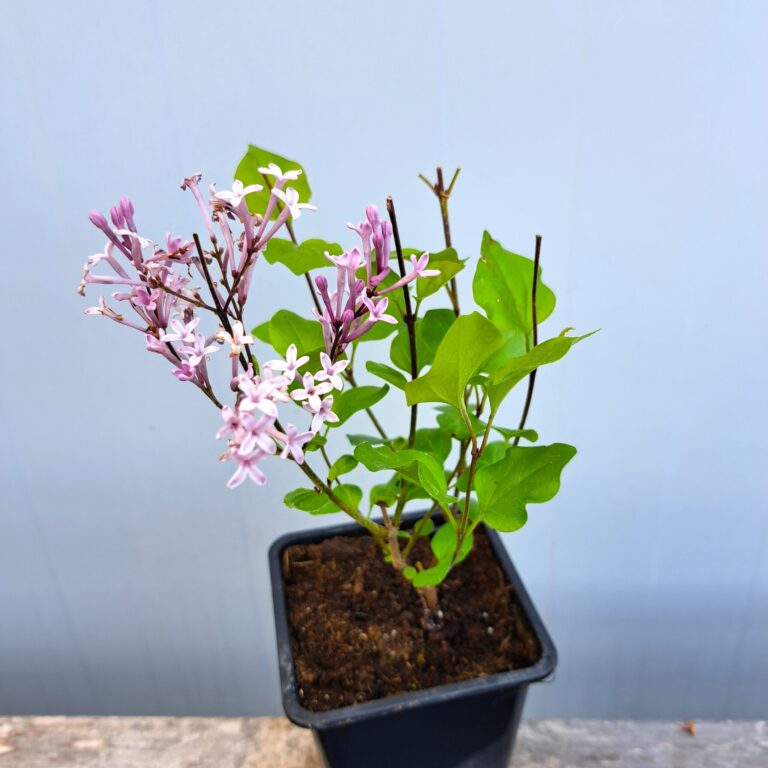 Lilak Meyera 'Palibin'