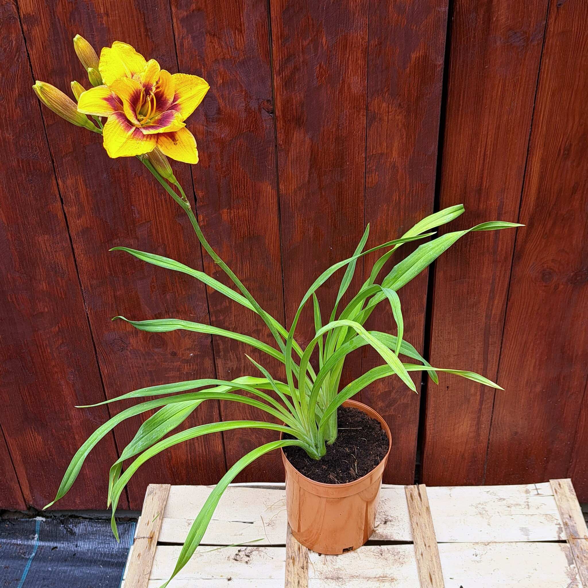 Liliowiec 'Mount Helena' C2 (08.07.2025) (1)_Easy-Resize.com Liliowiec 'Mount Helena'