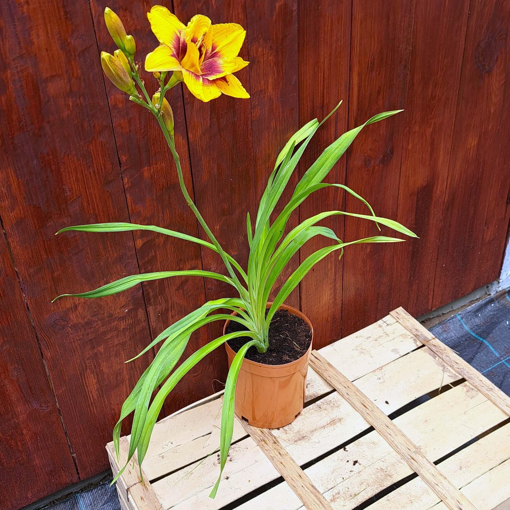 Liliowiec 'Mount Helena' C2 (08.07.2025) (2)_Easy-Resize.com Liliowiec 'Mount Helena'