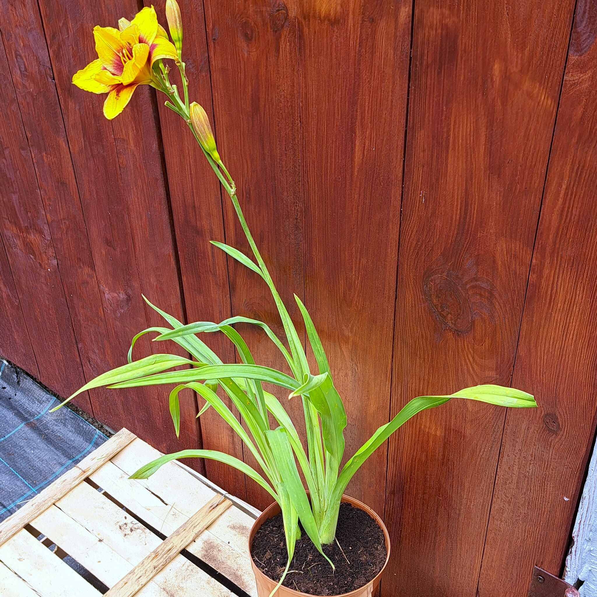 Liliowiec 'Mount Helena' C2 (08.07.2025) (3)_Easy-Resize.com Liliowiec 'Mount Helena'