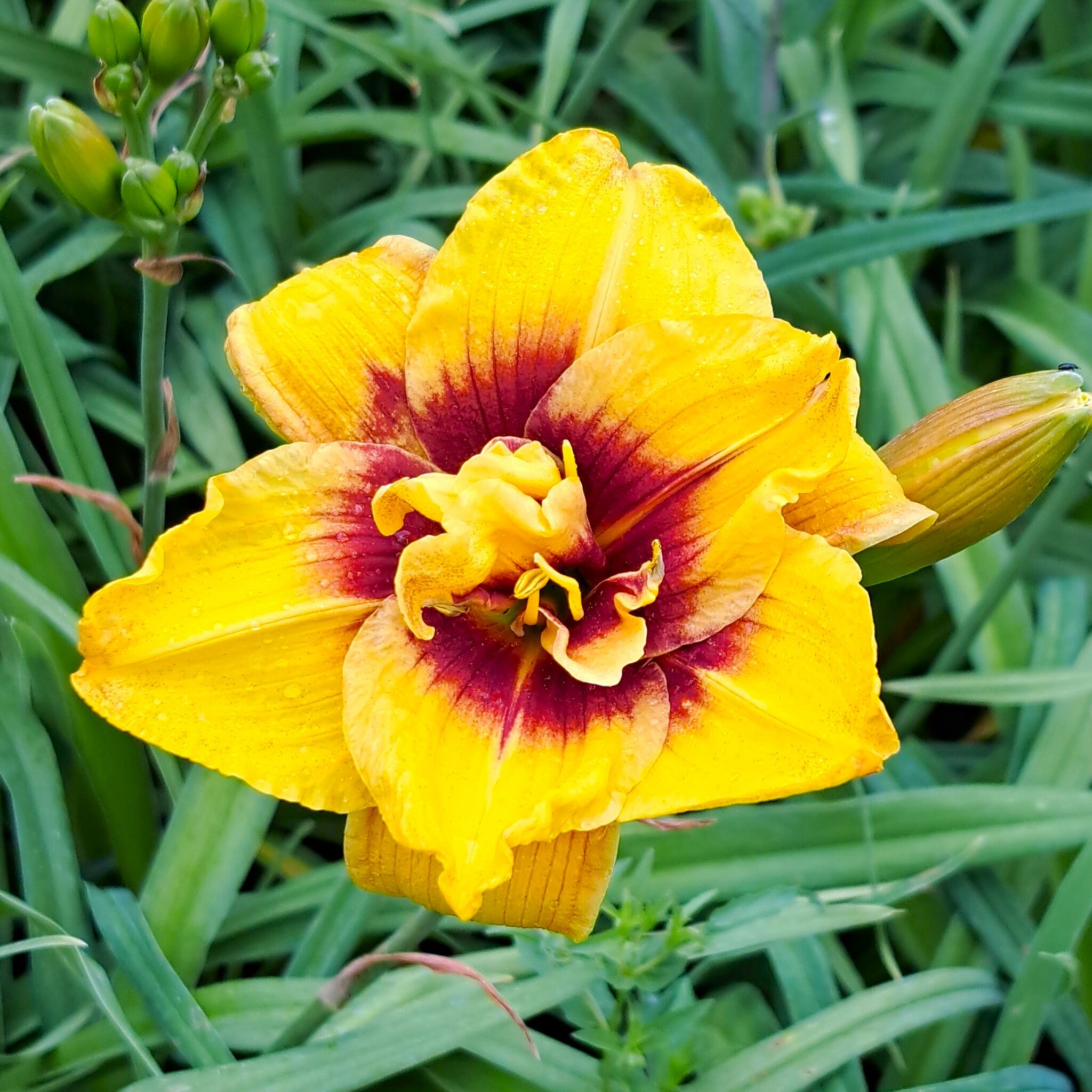 Liliowiec 'Mount Helena' C2 (08.07.2025) (5)_Easy-Resize.com Liliowiec 'Mount Helena'