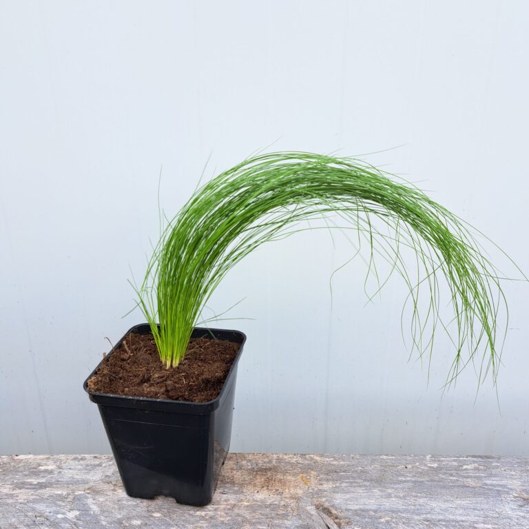 Ostnica cieniutka 'Ponytails'