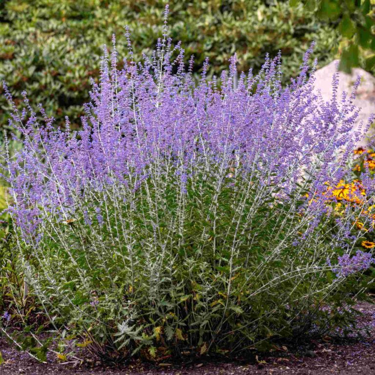Perovskia łobodolistna 'Russian Sage'