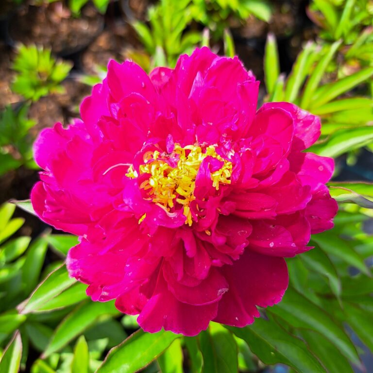 Piwonia chińska 'Karl Rosenfield'