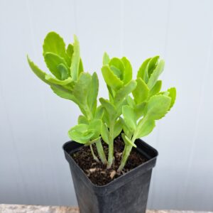 Rozchodnik okazały ‘Brillant’ – Sedum spectabile ‘Brillant’ (P7)