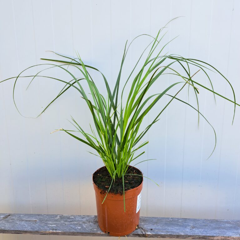 Trawa pampasowa 'Pink Feather'