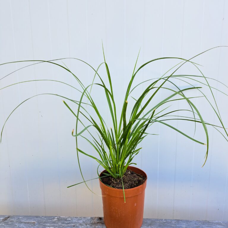 Trawa pampasowa 'White Feather'