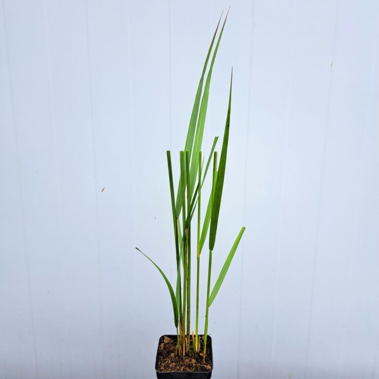 Trzcinnik ostrokwiatowy 'Karl Foerster'