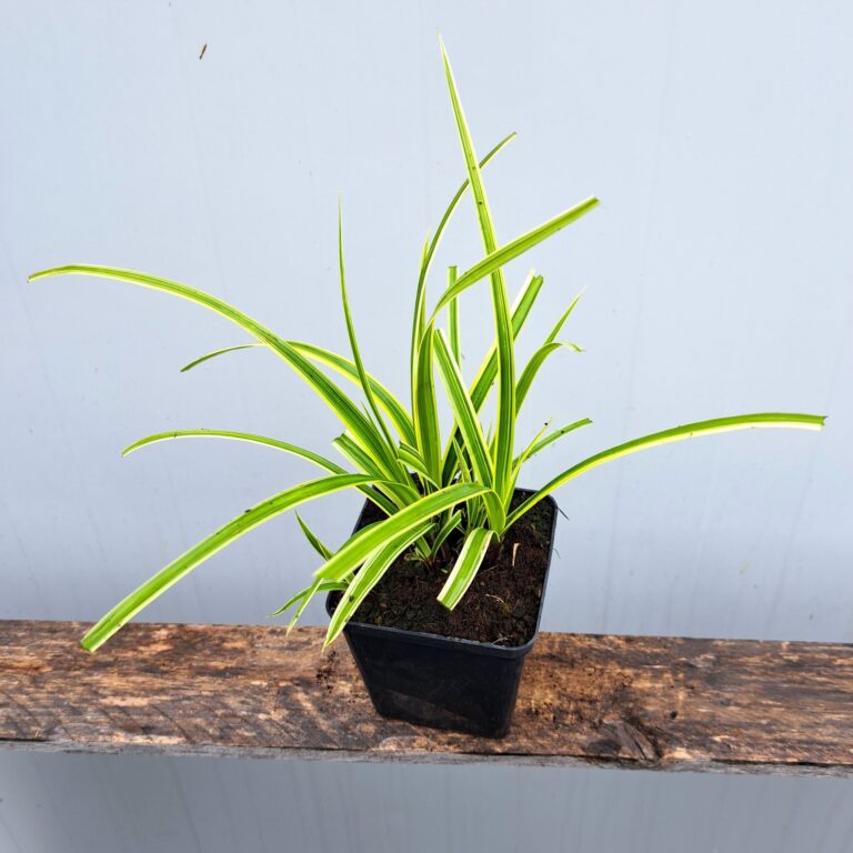 Turzyca Morrowa 'Goldband'