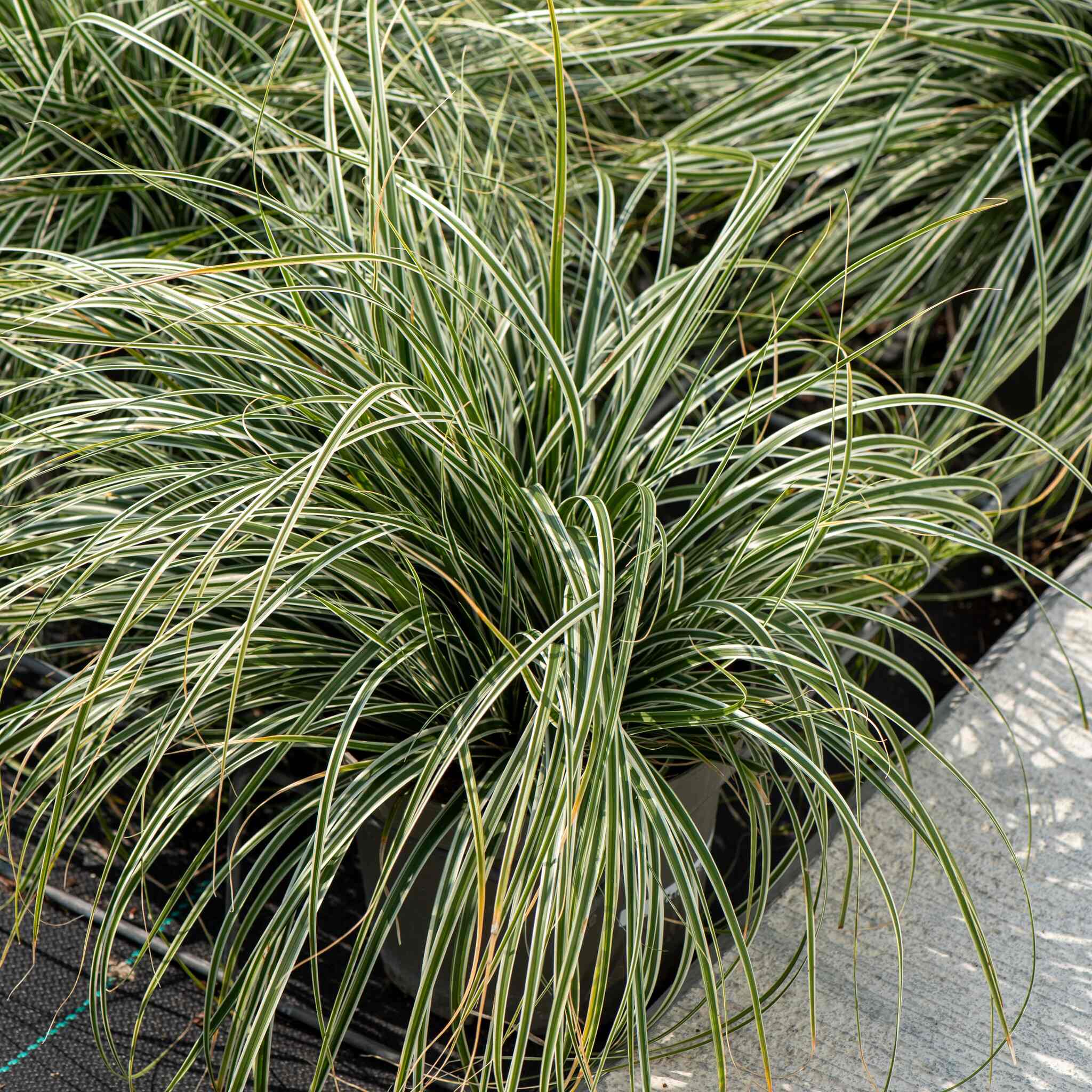 Turzyca oszimska 'Everest'