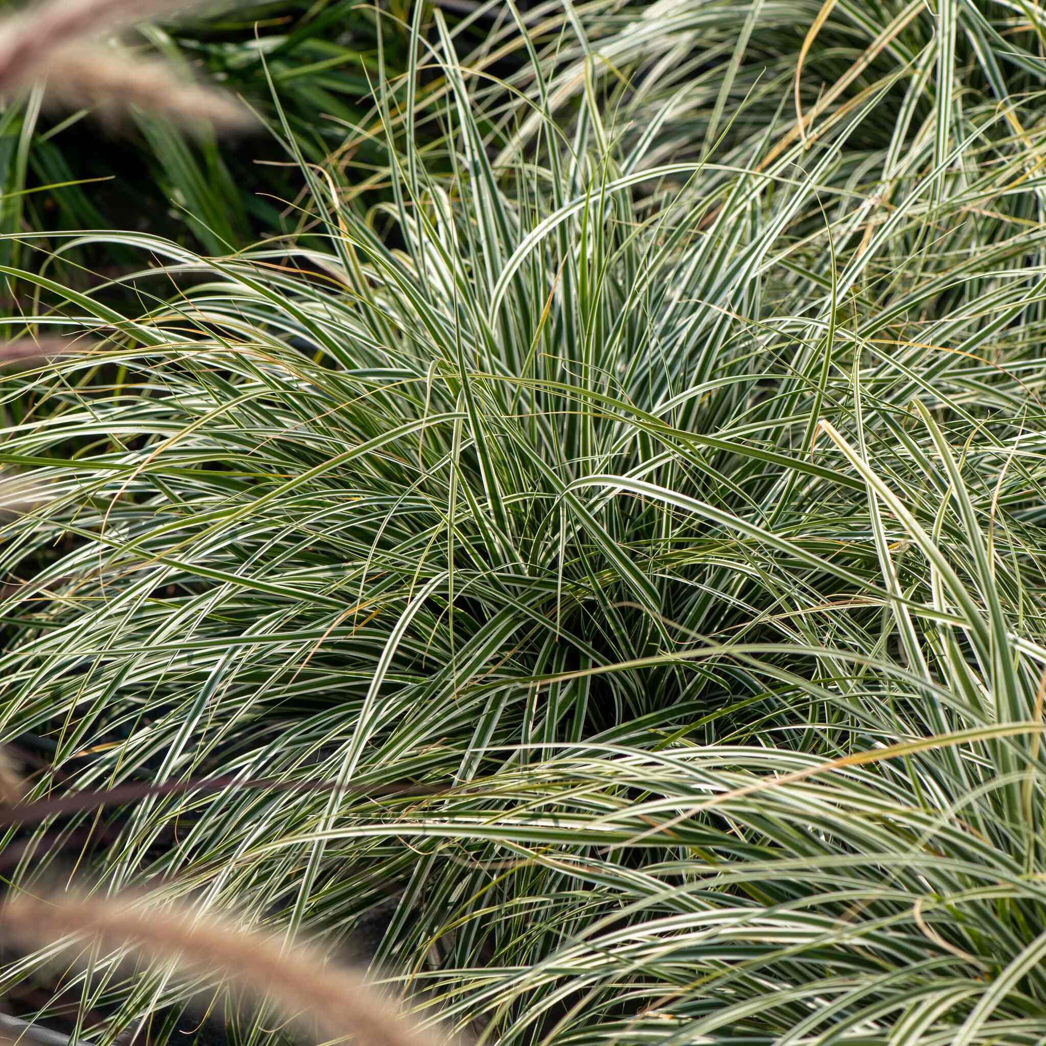 Turzyca oszimska 'Everest'